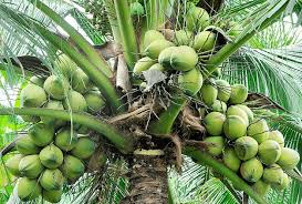 Coconut