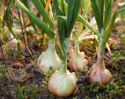 Onion