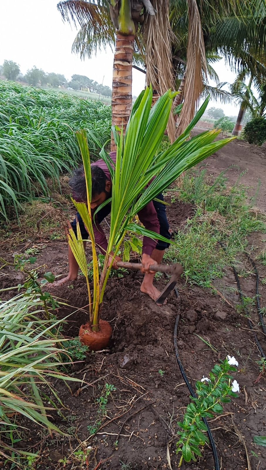 Coconut Plantation 2022