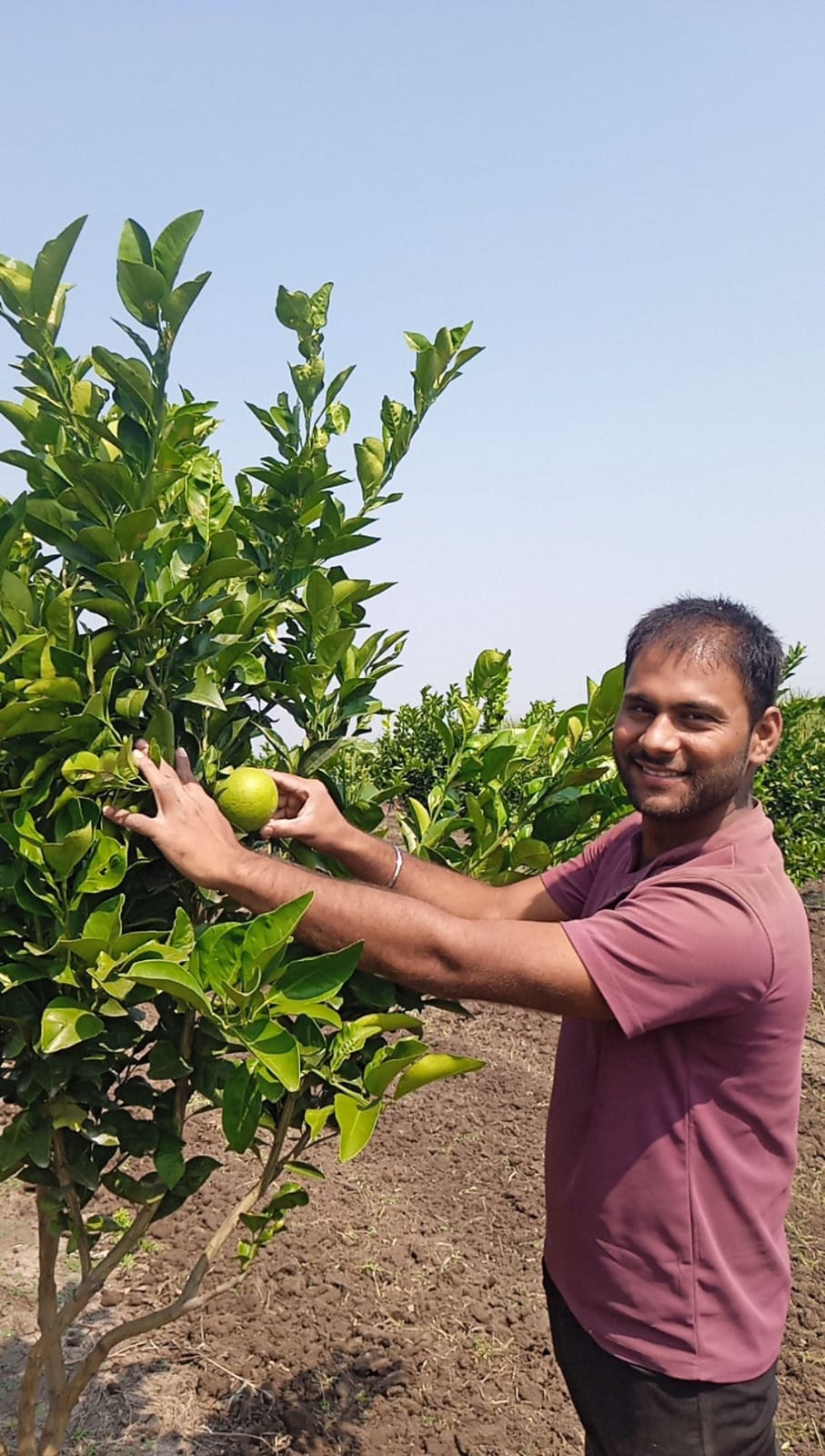 Mosambi Orchard