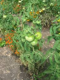 Tomato